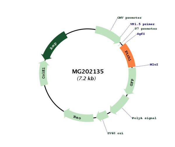 Circular map for MG202135