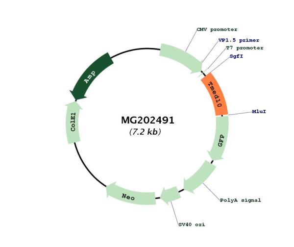 Circular map for MG202491