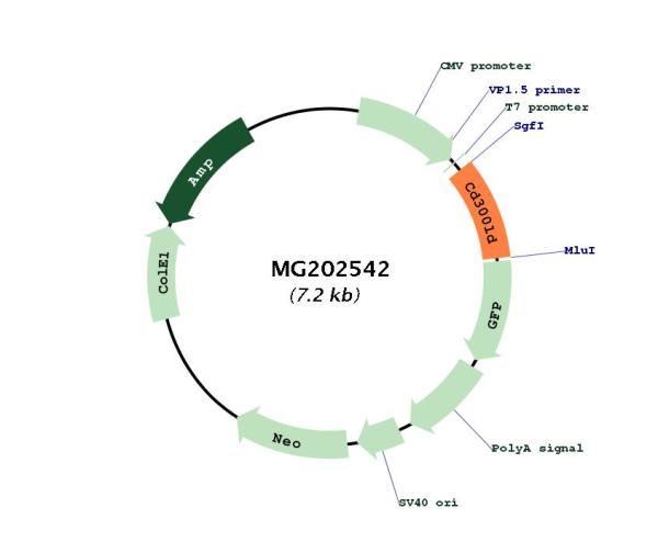 Circular map for MG202542