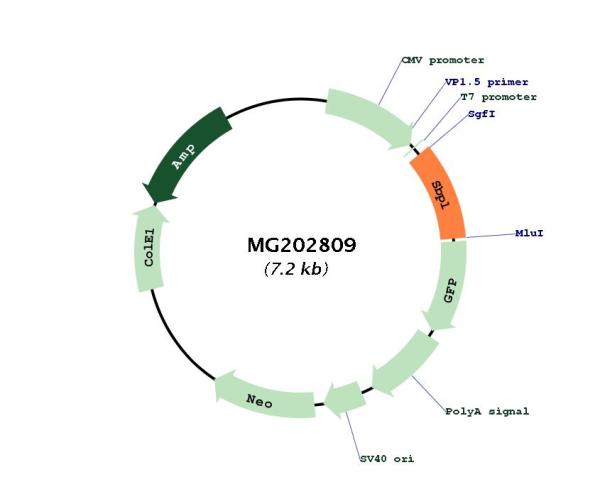 Circular map for MG202809