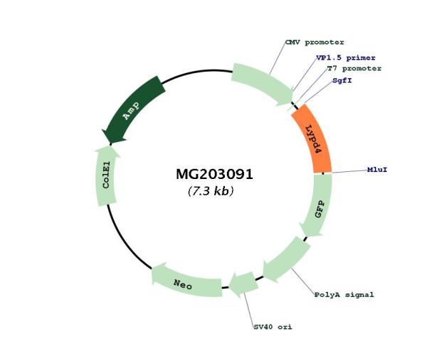 Circular map for MG203091