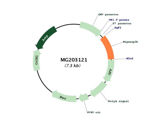 Circular map for MG203121