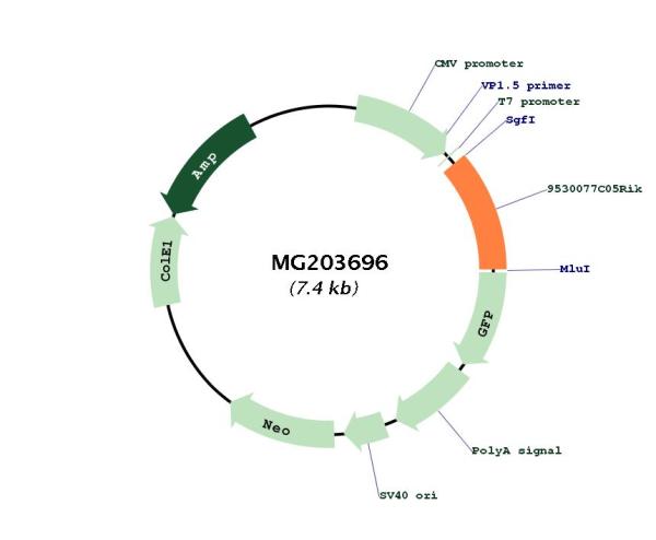 Circular map for MG203696
