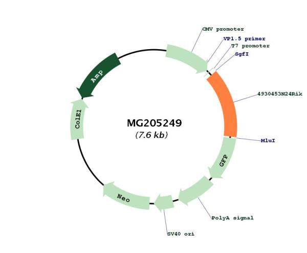 Circular map for MG205249