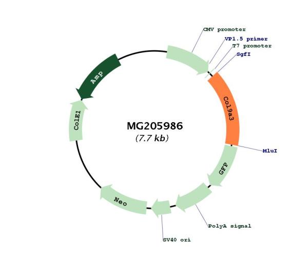 Circular map for MG205986