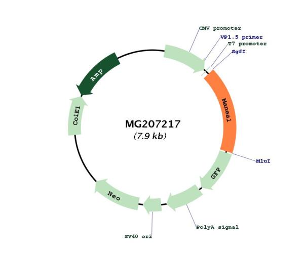 Circular map for MG207217