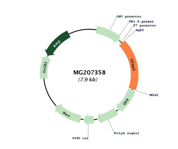 Circular map for MG207358