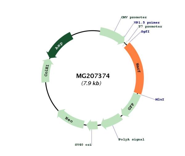 Circular map for MG207374