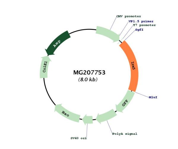 Circular map for MG207753