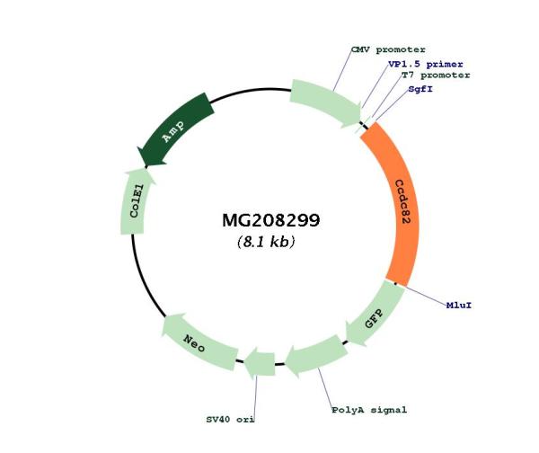 Circular map for MG208299