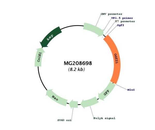 Circular map for MG208698