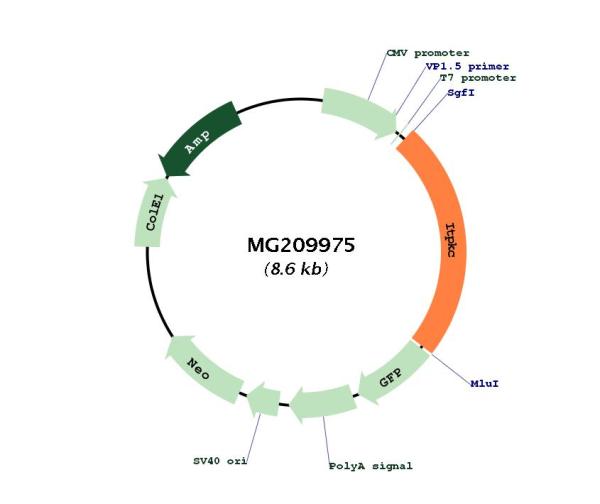 Circular map for MG209975