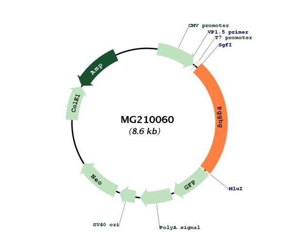 Circular map for MG210060
