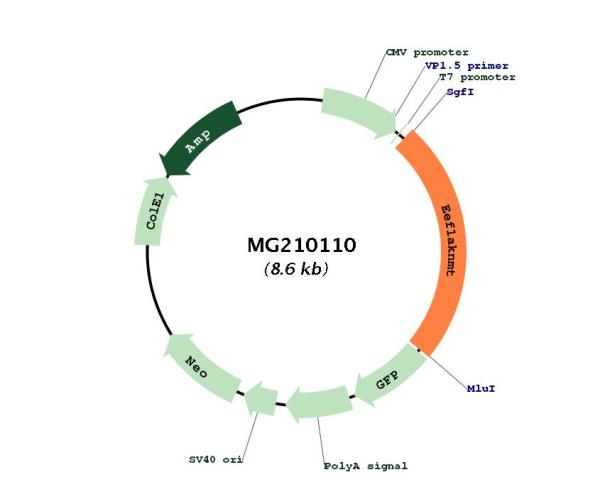 Circular map for MG210110
