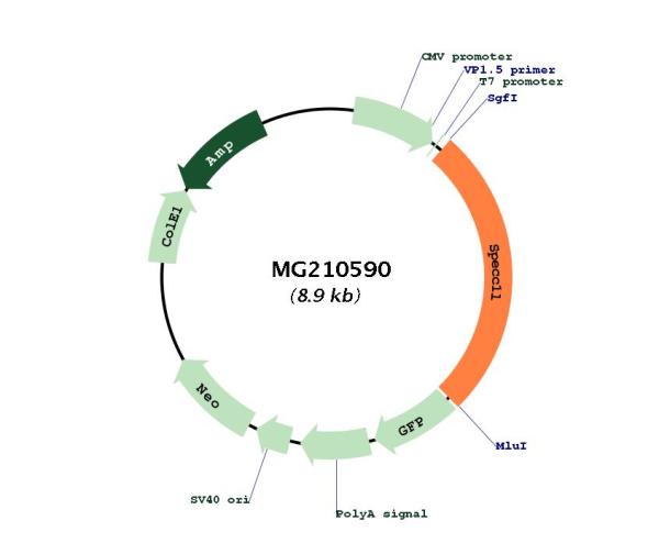 Circular map for MG210590