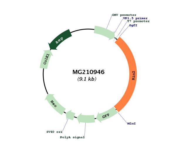 Circular map for MG210946