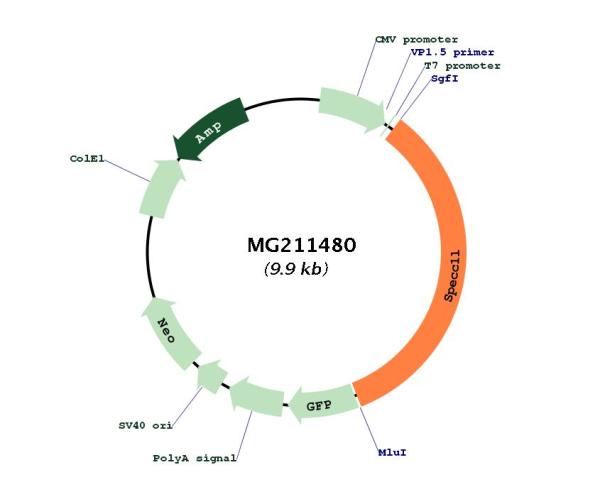 Circular map for MG211480