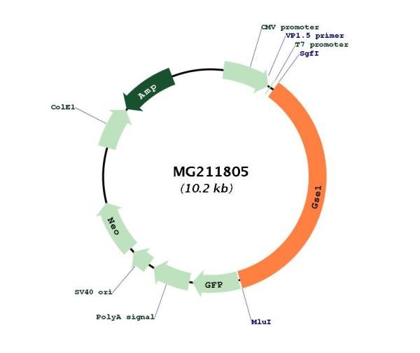 Circular map for MG211805