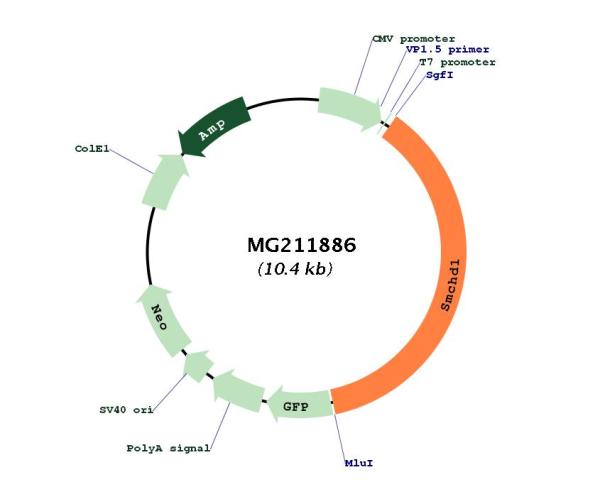Circular map for MG211886