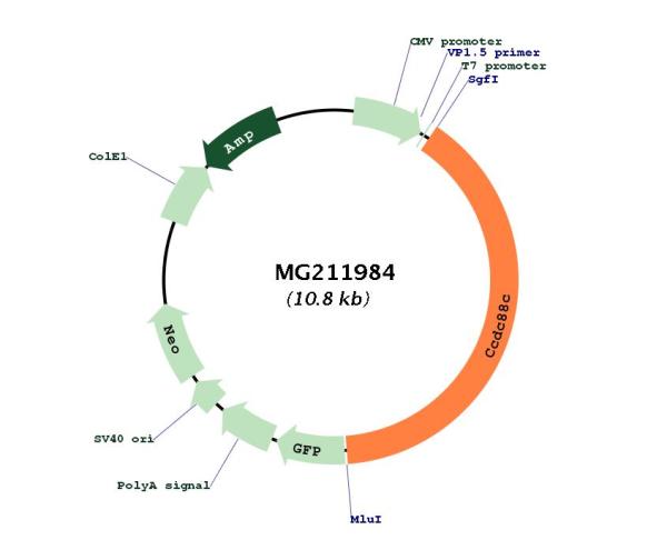 Circular map for MG211984