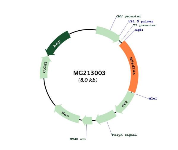 Circular map for MG213003