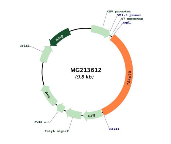 Circular map for MG213612