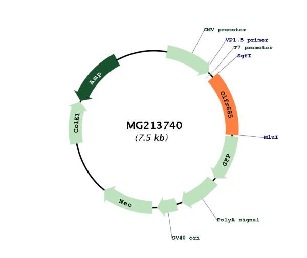 Circular map for MG213740