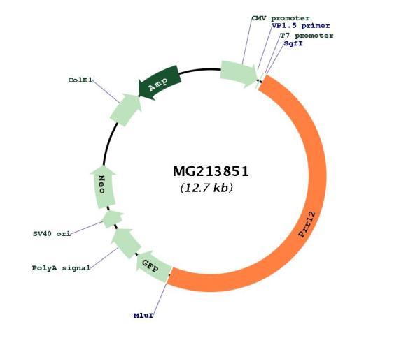 Circular map for MG213851