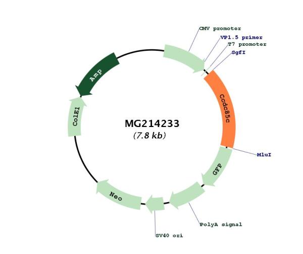 Circular map for MG214233