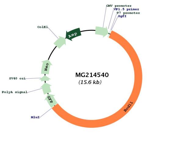 Circular map for MG214540