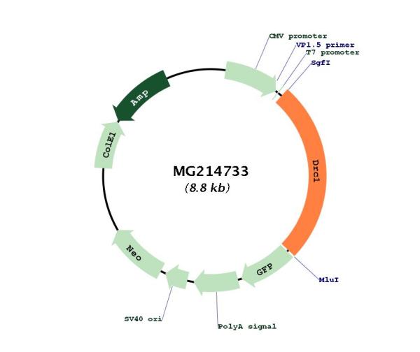 Circular map for MG214733