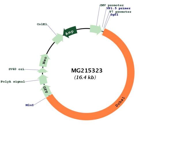 Circular map for MG215323