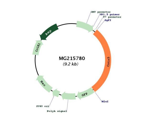 Circular map for MG215780