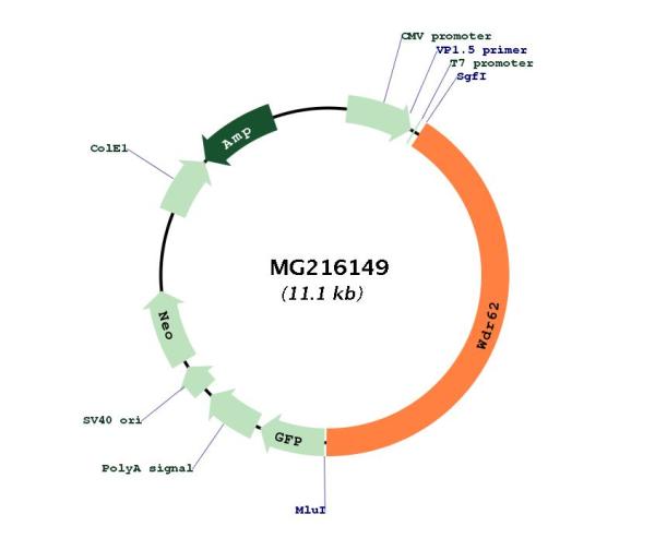 Circular map for MG216149
