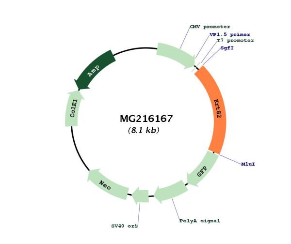 Circular map for MG216167