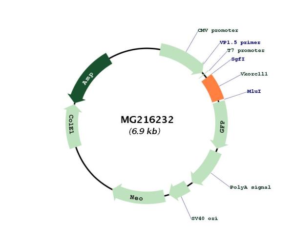 Circular map for MG216232