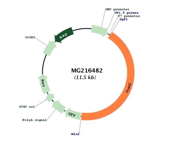 Circular map for MG216482