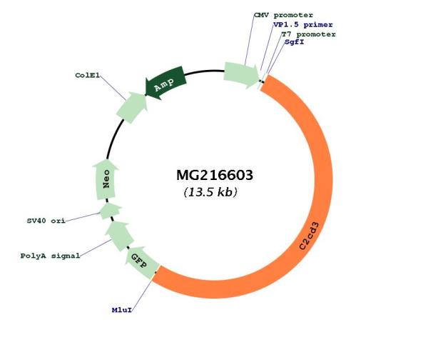 Circular map for MG216603