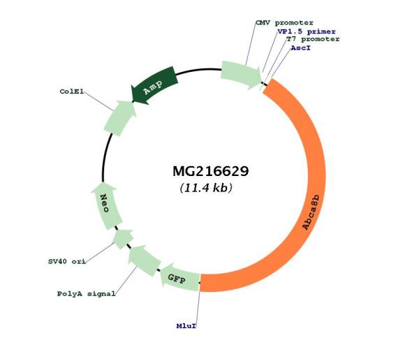 Circular map for MG216629