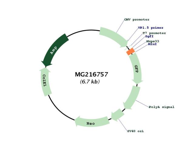 Circular map for MG216757