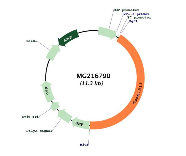 Circular map for MG216790