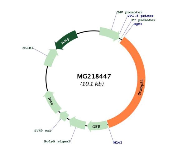 Circular map for MG218447