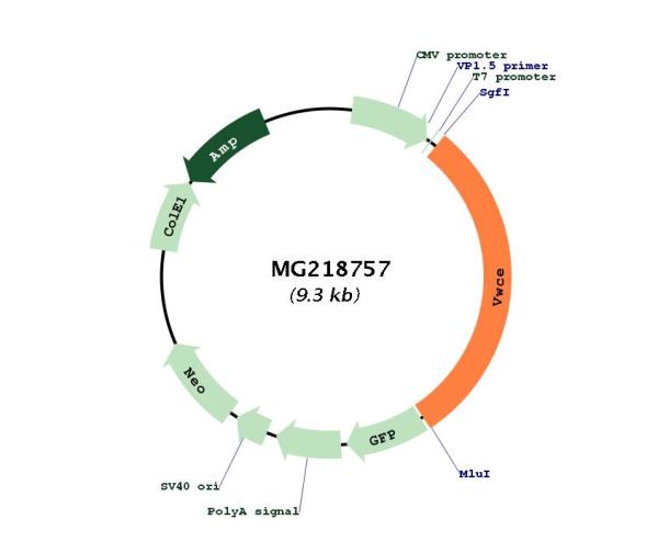 Circular map for MG218757