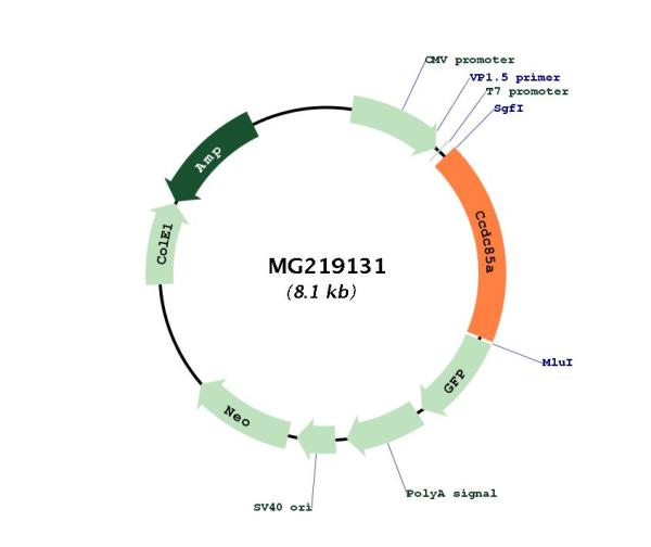 Circular map for MG219131