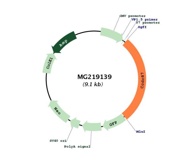 Circular map for MG219139