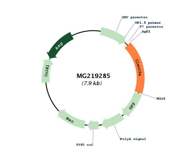 Circular map for MG219285