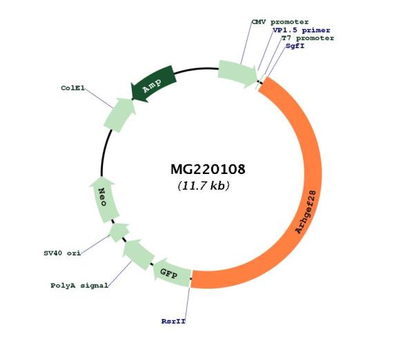Circular map for MG220108