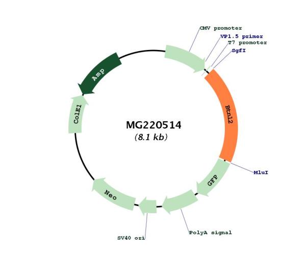 Circular map for MG220514