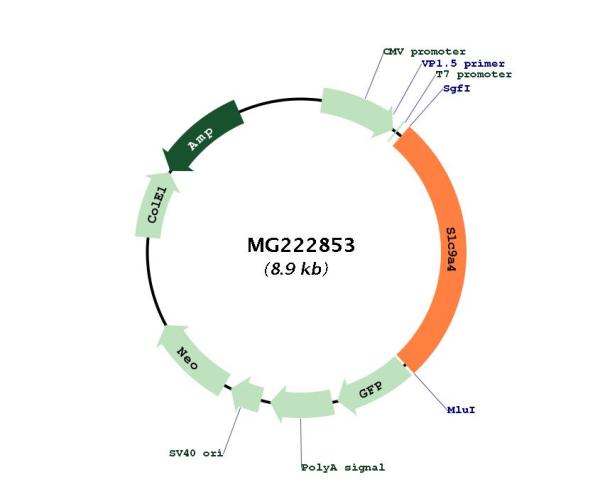 Circular map for MG222853