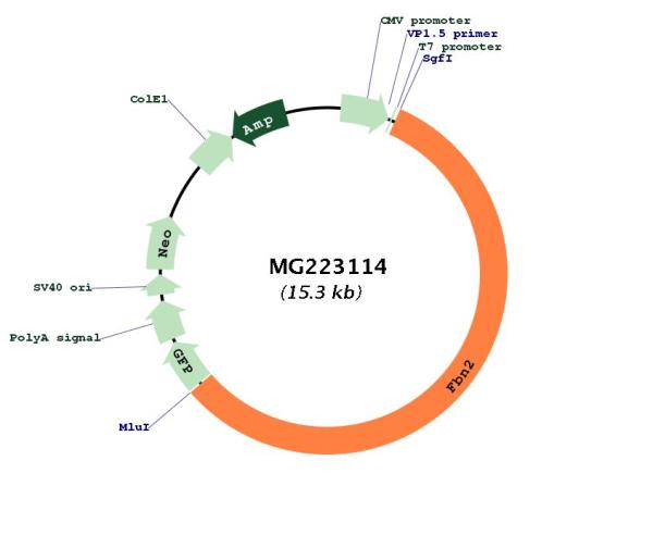 Circular map for MG223114